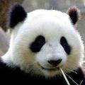 相关图片