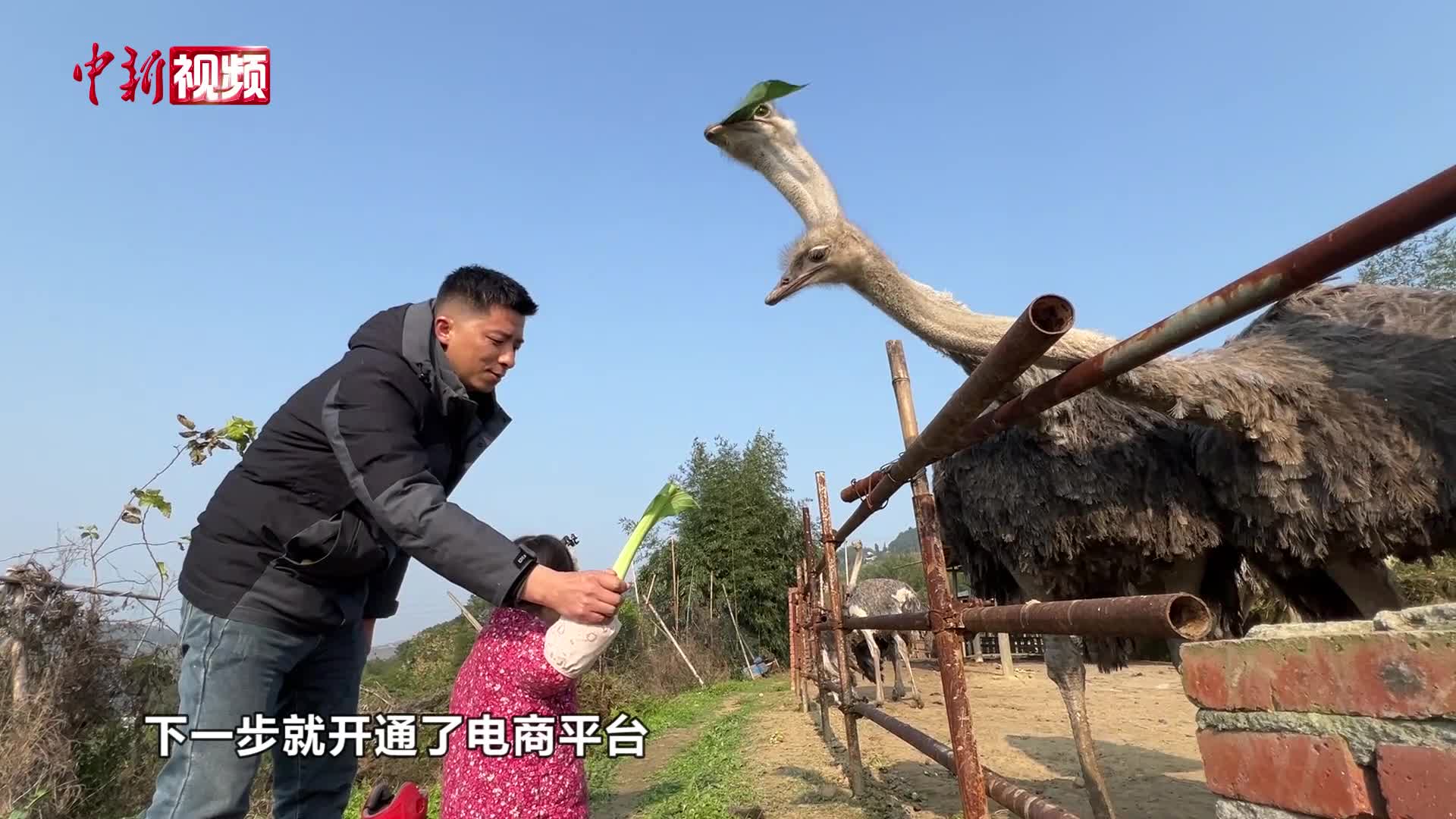 相关图片