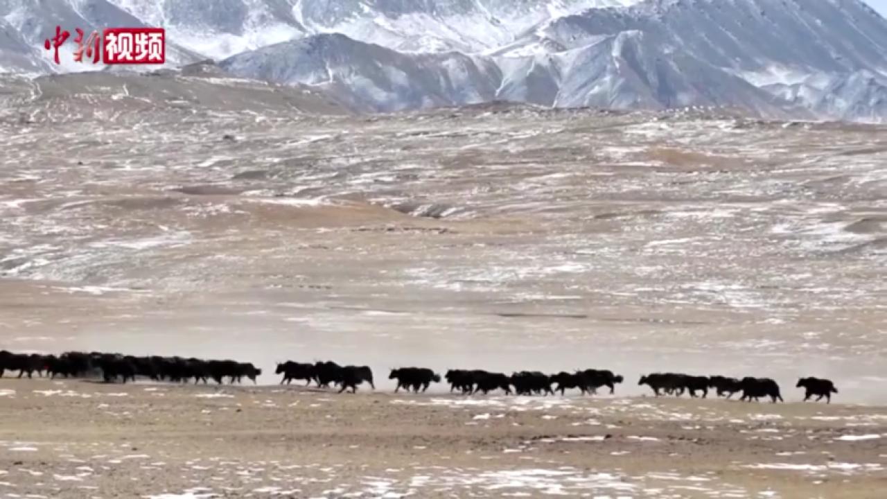 相关图片